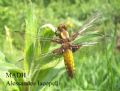 Libellula depressa